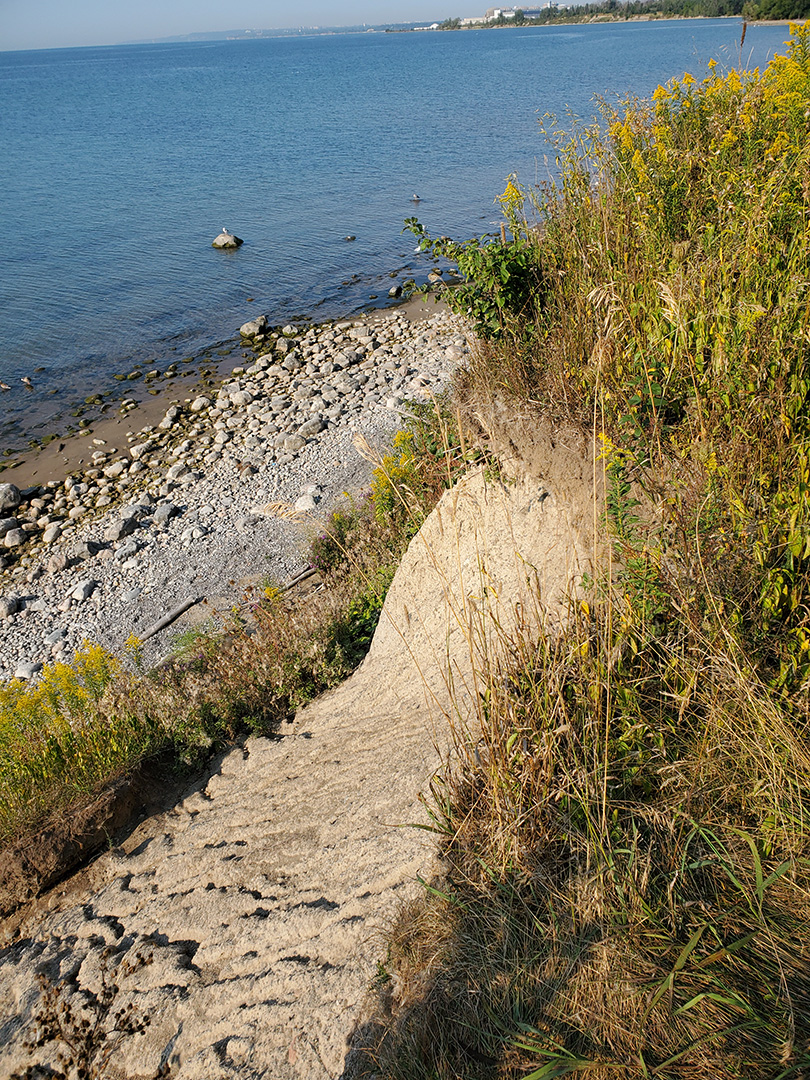 An image of the Ajax shoreline, looking down a bluff face on to a rocky beach. There is evidence of erosion from runoff along the bluff face and overhanging vegetation.