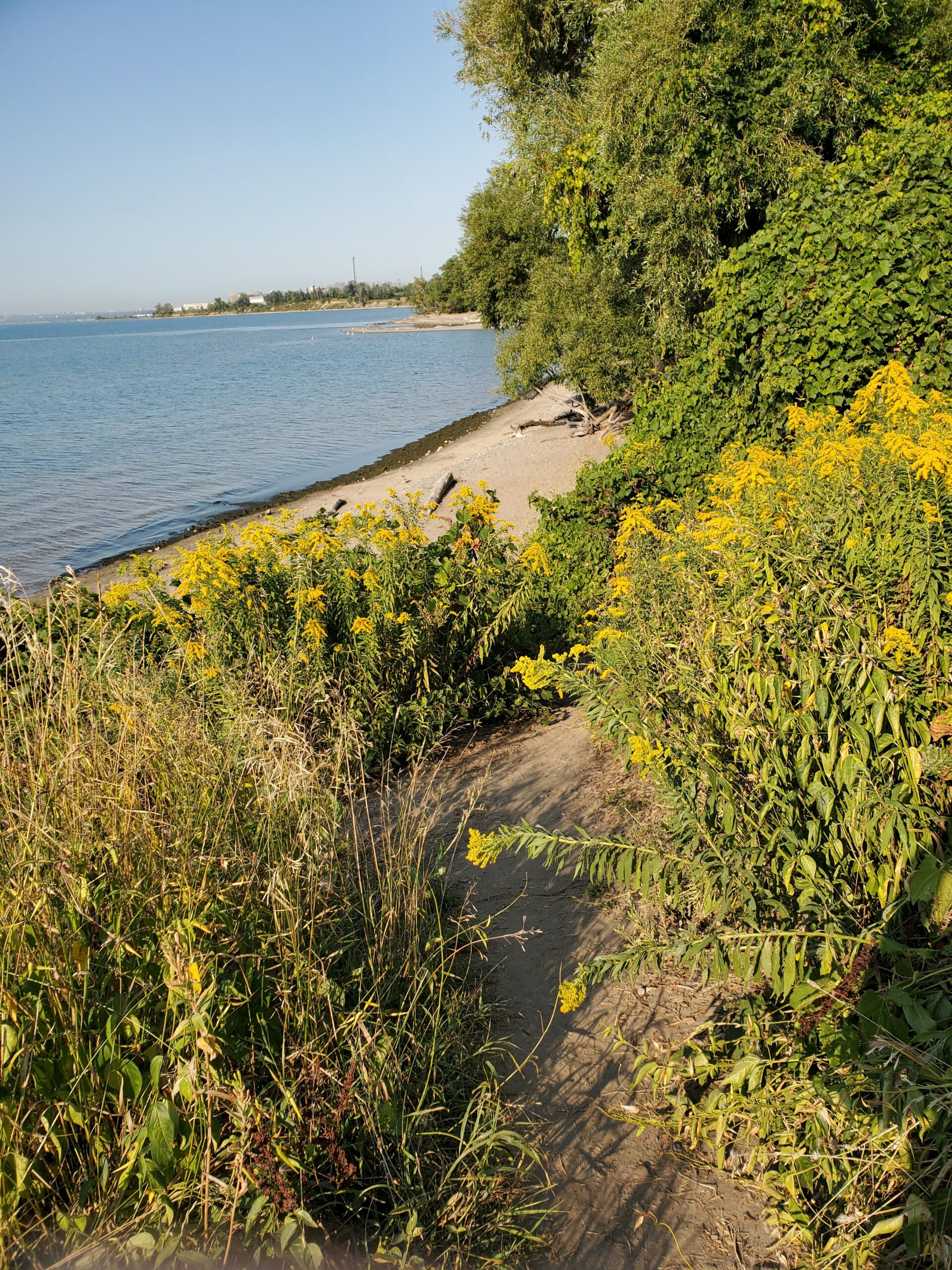 An informal trail made by park users leading to the beach along the Ajax shoreline. There is heavy vegetation on either side of the narrow trail.