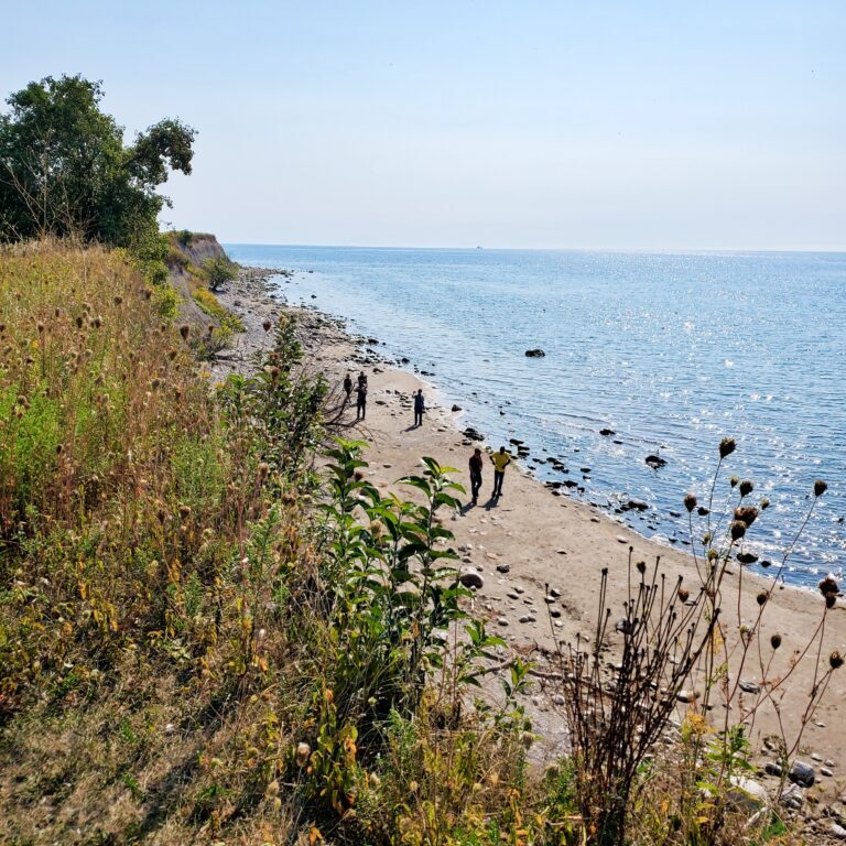 An image of the Ajax shoreline, looking east across the beach from on top of the bluffs.